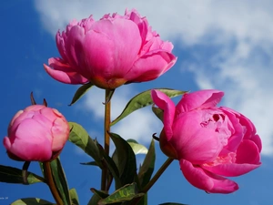 Flowers, Peonies, Sky, bouquet