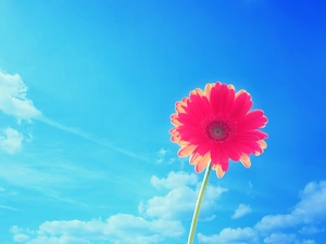 Gerbera, Sky