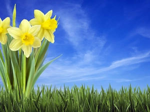 Sky, Daffodils, grass