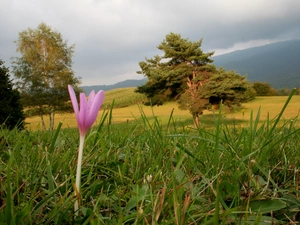 grass, colchicum, viewes, Sky, trees, Green