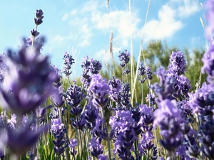 Narrow-Leaf Lavender, Field, Sky