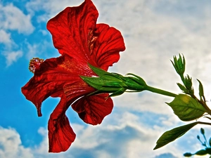 Sky, Red, hibiskus