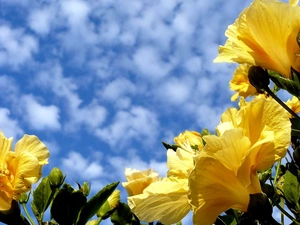 Sky, Yellow, hibiskus