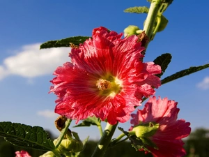 Sky, Flowers, Hollyhocks