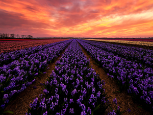 color, Sky, Hyacinths, Sunrise, Field