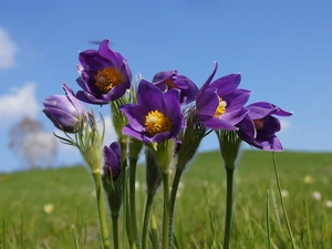 Sky, pasque, Meadow