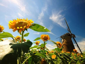 Windmill, Nice sunflowers, Sky