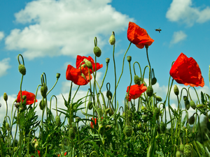 Sky, Red, papavers