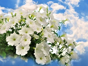 Sky, White, petunias