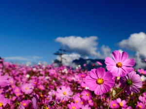 purple, flowers, Sky, Wildflowers