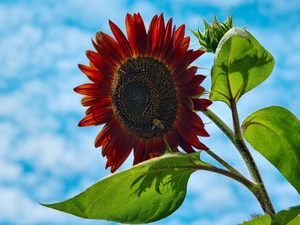 Red, blue, Sky, Sunflower