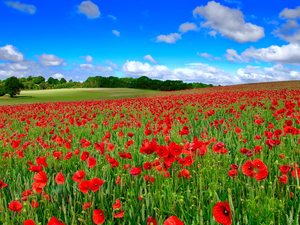 Red, field, Sky, papavers