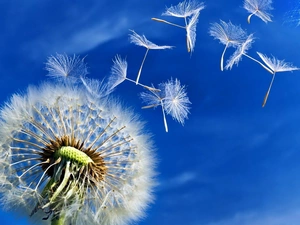 Sky, puffball, Seeds