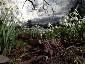 snowdrops, branch pics, Sky, Leaf