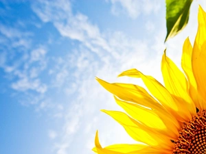 Sunflower, clouds, Sky, Leaf