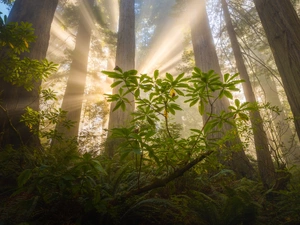 Redwood National Park, trees, light breaking through sky, viewes, fern, California, The United States, redwoods