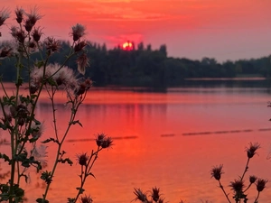 sun, lake, Red, Sky, teasel, west