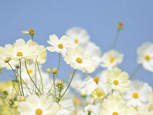 White, Cosmos, Sky, Flowers