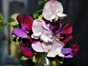 peas, small bunch, blur, fragrant
