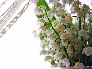 curtain, lilies, small bunch