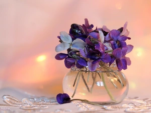 Spring, fragrant violets, small bunch