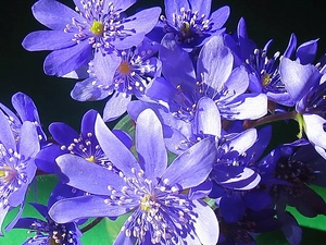 small bunch, hepatica