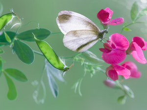 Colourfull Flowers, butterfly, Small White, peas