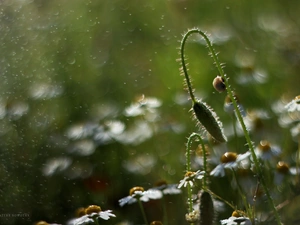 chamomile, drops, snail, bud