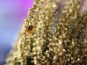 snail, White, heathers