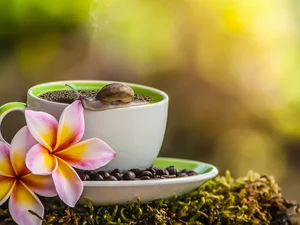 snail, Moss, cup, coffee, Plumeria