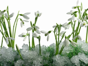 snow, snowdrops, melting