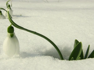 Snowdrop, snow