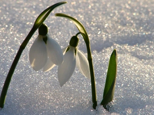 snowdrops, snow