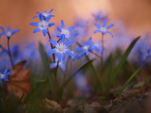 Glory of the Snow, Flowers, rapprochement, Blue