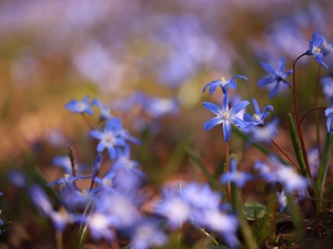 Glory of the Snow, Flowers, Spring, Blue