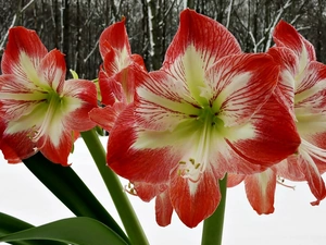 snow, amaryllis, winter