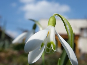 Snowdrop