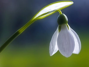 Snowdrop