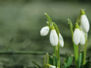 snowdrops