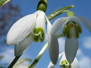 snowdrops