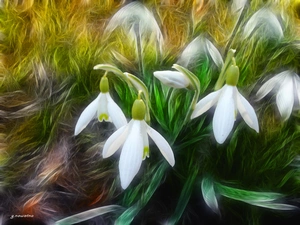 snowdrops