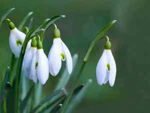 snowdrops