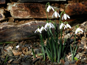 snowdrops, Spring, Flowers