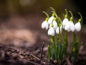 snowdrops, Spring, Flowers