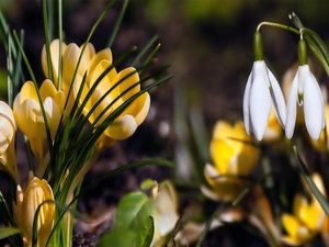 Flowers, snowdrops