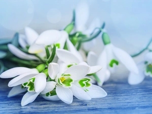 Bench, small bunch, snowdrops