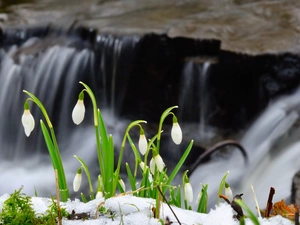 snowdrops, waterfall, snow