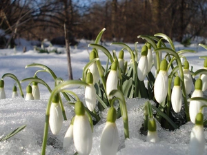 snow, snowdrops