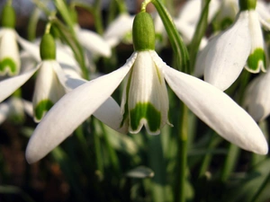 White, snowdrops