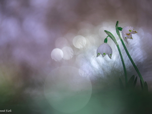 Spring Snowflakes, Two cars, Flowers